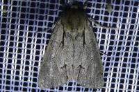 Acronicta psi/tridens