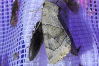 Cosmia trapezina