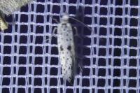 Yponomeuta plumbella