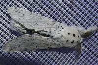 Cerura erminea
