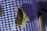 Macaria alternata