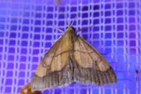 Evergestis limbata