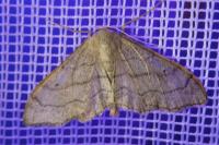 Idaea aversata