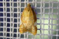 Acleris holmiana
