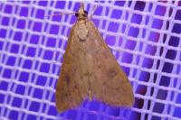 Udea ferrugalis