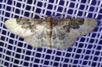 Idaea rusticata