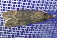 Lamoria anella