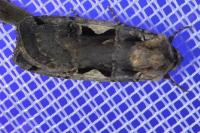 Xestia c-nigrum