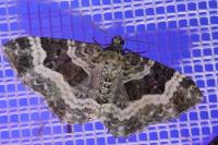 Epirrhoe alternata