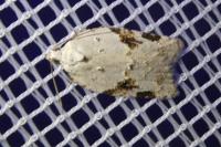 Acleris kochiella/logiana
