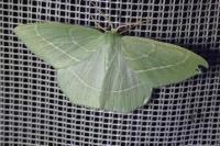 Hemistola chrysoprasaria