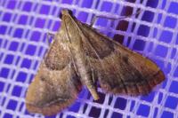 Endotricha flammealis