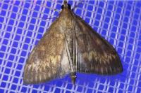 Ostrinia nubilalis