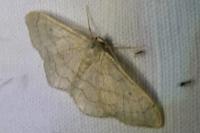 Idaea aversata