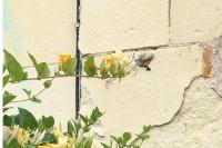 Macroglossum stellatarum