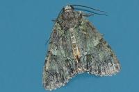 Polyphaenis sericata