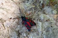Zygaena filipendulae