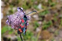 Zygaena transalpina