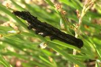 Dypterygia scabriuscula