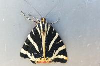 Euplagia quadripunctaria