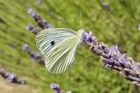 Pieris brassicae