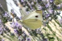 Pieris brassicae