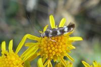 Scythris scopolella