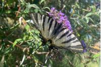 Iphiclides podalirius