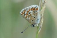 Aricia agestis