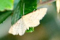 Idaea fuscovenosa