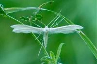 Pterophorus pentadactylus