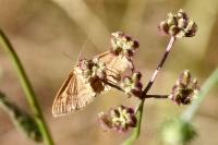 Idaea ochrata
