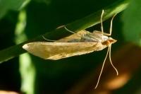 Sitochroa verticalis