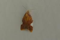 Acleris holmiana