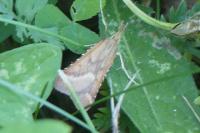 Synaphe punctalis