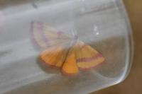 Lythria cruentaria