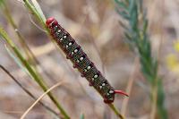 Hyles euphorbiae