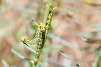 Hyles euphorbiae