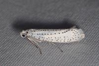 Yponomeuta evonymella