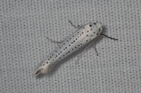 Yponomeuta evonymella