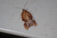 Acleris holmiana