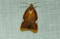 Acleris holmiana