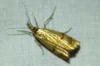 Chrysocrambus linetella