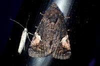 Aedia funesta
