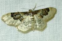 Idaea rusticata