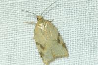 Acleris kochiella/logiana