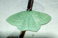 Hemistola chrysoprasaria