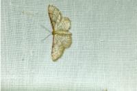 Idaea humiliata