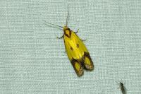 Agapeta zoegana