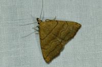 Herminia tarsicrinalis